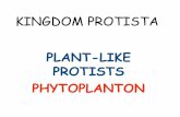 PLANT-LIKE PROTISTS PHYTOPLANTON · Phylum Chrysophyta: DIATOMS •Have 2 cell walls made of silica, making them appear glasslike. Cell walls of dead diatoms layer ocean floor. When
