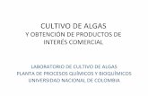 CULTIVO DE ALGAS - INVEMAR · 2015-04-22 · CULTIVO DE ALGAS Y OBTENCIÓN DE PRODUCTOS DE ... LABORATORIO DE CULTIVO DE ALGAS PLANTA DE PROCESOS QUÍMICOS Y BIOQUÍMICOS UNIVERSIDAD