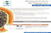 Tecnología Stoller · Manejo en Cultivo de Papaya con Tecnología Stoller Aplicación de Root Feed® en riego por goteo, para generar un continuo y constante crecimiento del sistema