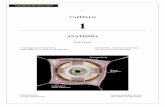 Investigación de la Motilidad Ocular. Dr. José Perea. - Anatomíadoctorjoseperea.com/images/libros/pdf/estrabismos/... · 2017-12-16 · Los ríos más profundos estoy utilizando