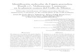 Identificación molecular de Lippia graveolens Kunth s.l ...ww.ucol.mx/revaia/portal/pdf/2017/sept/1.pdf · Centro Interdisciplinario de Investigación para el Desarrollo Integral