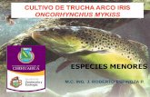CULTIVO DE TRUCHA ARCO IRIS Oncorhynchus mykiss · 2019-02-12 · El cultivo de trucha de alto rendimiento en nuestro país, reúne una serie de ... tramos medios de fondos pedregosos