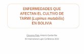 ENFERMEDADES QUE AFECTAN EL CULTIVO DE TARWI (Lupinus … · 2019-04-01 · económica las enfermedades que afectan al cultivo de tarwi desde la siembra hasta la cosecha en las distintas