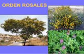 ORDEN ROSALES - sistematicavegetal · 2019-07-03 · ORDEN ROSALES Flores cíclicas, hermafroditas, X o %, pentámeras. Perianto doble, K y C. Androceoen = n°que pétalos, el doble