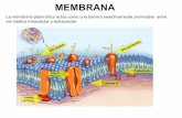 MEMBRANA - Página de la Cátedra de Zoología General FCNyM - La … · 2017-05-08 · Canales: son proteínas que forman un conducto en la membrana a través del cual pueden pasar