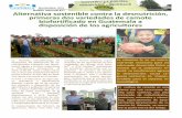 Alternativa sostenible contra la desnutrición, … 2016/Noviembre...oriente y altiplano central de Guatemala. Camote ICTA PacíficoBC Planta de crecimiento esparcido (4 a 5 metros