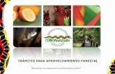 TRÁMITES PARA APROVECHAMIENTO FORESTAL · CORPOAMAZONIA NATURALEZA DE LA ENTIDAD: La Corporación para el Desarrollo Sostenible del Sur de la Amazonia Colombiana, es una entidad