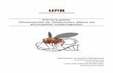Primera parte: Observación de mutaciones alares en...Primera parte: Observación de mutaciones alares en Drosophila melanogaster Departamento de Genética y Microbiología Josefa.Domenech@uab.cat