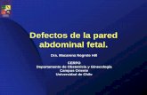 Defectos de la pared abdominal fetal. - CERPO · • Hernia umbilical fisiológica - Entre la 9º y 11º semana de EG . Hernia umbilical fisiológica Prenatal sonographic diagnosis
