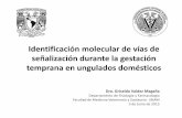 Identificación molecular de vías de señalización durante ...congreso.fmvz.unam.mx/pdf/memorias/Bovinos/GRISELDA... · Identificación molecular de vías de señalización durante