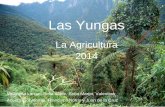 Las Yungas - Comisión Nacional de Actividades Espaciales · 2016-03-10 · Las Yungas son una región o eco-región, también conocidas como selva tucumano-boliviana, nuboselva o