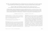 Early morphological development of sclerotia of ...rmf.smf.org.mx/Vol3632018/RMF1803-4.pdf · es la formación de esclerocios, estructuras fúngicas de resistencia y propagación,