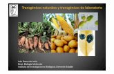 Transgénicos naturales y transgénicos de laboratorio · Usos de los organismos genéticamente modificados SALUD Los OGMs se vienen usando desde hace 25 años con el objetivo de