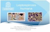 Leptospirosis humana - medellin.gov.co · Pruebas diagnósticas Sueros pareados Primera semana pobre sensibilidad de pruebas indirectas Necesidad de segunda muestra No se descarta