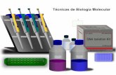 Técnicas de Biología Molecular - depa.fquim.unam.mxdepa.fquim.unam.mx/amyd/archivero/Clase22_23690.pdf · Cromosomas artificiales (bacteria, levadura, minicromosomas de maíz) 1.