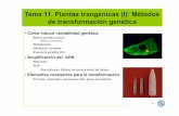 Tema 11. Plantas trangénicas (I): Métodos de ...€¦ · Mutaciones que afectan a un único par de nucleótidos . Mutagénesis - bombas atómicas 5 Colección de maíz: • gran