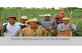 Personas Jornaleras Agrícolas y sus Derechos Humanos.’’ · 2018-09-28 · En la década de los 50, la OIT comenzó a trabajar el Convenio 107 de los Pueblos Indígenas y Tribales