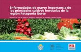 Enfermedades de mayor importancia de los …wpweb/fitopatologia/wp-content/...8 Enfermedades de mayor importancia de los principales cultivos hortícolas de la región Patagonia Norte