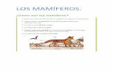 ¿Cómo son los mamíferos? · 2020-03-23 · El mundo de los animales 1. Los mamíferos Los mamíferos pueden ser carnívoros, herbívoros u omnívoros, según su tipo de alimentación.