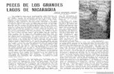 PECES DE lOS GRANDES - Sajurin · 2013-07-11 · PECES DE lOS GRANDES LAGOS DE NICARAGUA SETII EUIGENE MEEK Ictiólogo de la Unive1sidad de Chicago La sinópsis que va a continuación