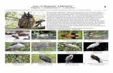638-01 Aves del Humedal Jaboque...El Humedal Jaboque “Tierra de abundancia” en lengua nativa, comprende una extensión aproximada de 150 ha., se localiza en las coordenadas 4 42'49.87"N