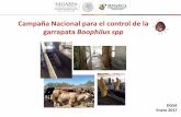 Campaña Nacional para el control de la garrapata …oncesega.org.mx/archivos/GARRAPATA ENERO 2017 V.pdfNúmero de lotes cuarentenados por garrapata en estaciones cuarentenarias durante
