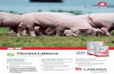 Tilosina Labiana• No usar en animales con insuficiencia renal y/o hepática. • No usar en caballos u otros equinos en los que la inyección de tilosina puede resultar fatal. •