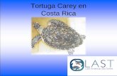 Tortuga Carey en Costa Rica€¦ · La alfa keratina se hace presente en mamíferos (uñas, cuernos, pezuñas, pelo), mientras que la beta keratina es más común en los reptiles,