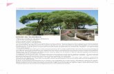 pinar de almorox - Castilla-La Mancha€¦ · bosque mixto. El Pinar de Almorox se sitúa en Toledo, en el límite con la Comunidad de Madrid, en la que tiene continuidad la masa
