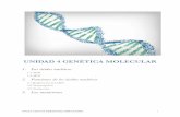 UNIDAD 4 GENÉTICA MOLECULAR - WordPress.com · 2018-11-18 · Los ácidos nucleicos ÁNGEL MIGUEL BERMÚDEZ HERNÁNDEZ "2 ADN o ácido desoxirribonucleico El ADN es una doble hélice