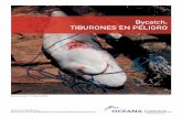 Bycatch: TIBURONES EN PELIGRO · Bycatch: Tiburones en peligro Oceana 7 L os elasmobranquios –tiburones, rayas y quimeras- son capturados como fauna acompañante o “bycatch”
