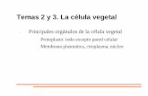 Temas 2 y 3. La célula vegetalcsouto.webs.uvigo.es/temas2y3CMN.pdf · En ciertas fases de la vida de la célula (mitosis y meiosis) la cromatina se organiza en ... produce dos células