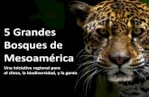 5 Grandes Bosques de Mesoaméricareddccadgiz.org/documentos/doc_1567092297.pdf · 1. El estado de los cinco bosques y la fauna silvestre de la región se mejora 1.1 Cobertura de sistemas