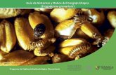 Guía de Síntomas y Daños del Gorgojo khapra … · 2019-05-14 · Daños Planta El daño lo ocasiona la larva principalmente en granos y productos de cereales tales como trigo,