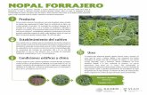 NOPAL FORRAJERO - gob.mx · 2019-10-14 · Pencas verdes, carnosas, formados por una serie de paletas ovales, erizadas de espinas que representan las hojas. Flores en el borde de