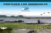 PROTEGER LOS HUMEDALES - SEO/BirdLife · La restauración y conservación de los humedales, la reducción en el consumo del agua, y proyectos hidráulicos más ‘verdes’, garantizarán