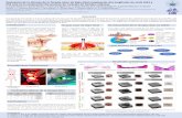 Presentación de PowerPoint - INAOE - Ptecnologia_salud/2018/... · 2019-06-08 · siglas en ingles) involucra la exposición de tejidos o células a bajas densidades de energía