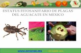 ESTATUS FITOSANITARIO DE PLAGAS DEL AGUACATE EN MEXICOnormas.amenac.mx/files/NORMATECA PAGINA/ESTATUS... · 2018-11-13 · NOM-066-FITO-1995 (18/05/2005) Se considera como zona bajo