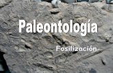 LOS FÓSILES - iespoetaclaudio.centros.educa.jcyl.esiespoetaclaudio.centros.educa.jcyl.es/sitio/upload/fosiles__4eso.pdf · Características de los fósiles guía: - Ser abundantes