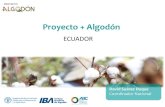 Proyecto + Algodón · vida de los pequeños agricultores familiares campesinos. Como resultado del proyecto se espera contar con instituciones públicas ecuatorianas con capacidades