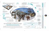 Rusia Isla Wrangel, el último hogar del mamut lanudo€¦ · elefantes, también muy musculosa y prensil; la usaban para bañarse o para alcanzar objetos. INVESTIGACIÓN El equipo