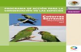 Cotorras Serranas - Conanp · este grupo de trabajo e identifica y agrupa las necesidades críticas para la conservación de las cotorras serranas. Además, contiene la programación