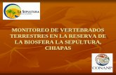 MONITOREO DE VERTEBRADOS TERRESTRES EN LA RESERVA DE … · El programa de manejo de la Reserva de la Biosfera “LaSepultura”,publicada por el INE en 1999, donde presenta un inventario