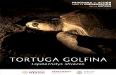 GOLFINA - El portal único del gobierno. | gob.mx€¦ · De manera general, se reconocen cuatro linajes principales para la Tortuga Golfina, siendo el linaje de las poblaciones en