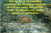 Efecto de la variabilidad climática del Atlántico norte en ... · Efecto de la variabilidad climática del Atlántico norte en la tortuga carey del sur del Golfo de México con
