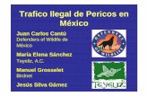 Trafico Ilegal de Pericos en México - diputados.gob.mx€¦ · Trafico Ilegal de Pericos en México ... Periquito del amor 540 Periquito azteca 654 Perico cachete amarillo 891 Perico