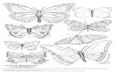 GUÍA DE MARIPOSAS - WordPress.com · El Jardín para Mariposas del Botánico es visitado por más de 40 mariposas distintas. Éstas son las más frecuentes. Pintalas con el color