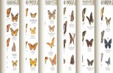 Guía de Mariposas DF 150 · Las mariposas transportan el polen de ˜or en ˜or participando en su fecundación y por lo tanto en la formación de frutos El ciclo de vida de las mariposas