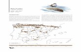Mirlo Acuático Cinclus cinclus - Transición Ecológica · de los ríos, es otra de las principales causas de pérdida de hábitat del Mirlo Acuático en la Península. En lugares