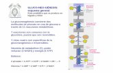 Glucosa6- GLUCO -NEO -GÉNESIS: fosfatasa esquema general · 2015-08-28 · Ciclo de Cori: Glucolisis músculo + Gluconeog énesis hígado Músculo Hígado Glucosa 2 Lactato 2 Piruvato
